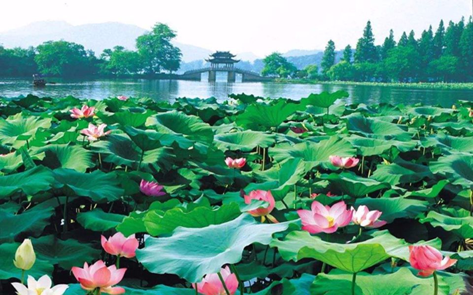 Breeze-Ruffled Lotus at Quyuan Garden8